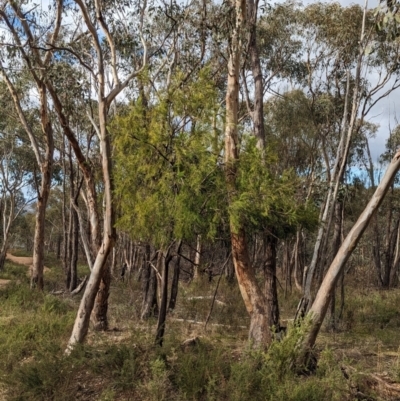 Exocarpos cupressiformis (Cherry Ballart) at Glenroy, NSW - 11 Jun 2023 by Darcy