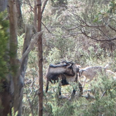 Capra hircus (Goat) at Glenroy, NSW - 11 Jun 2023 by Darcy
