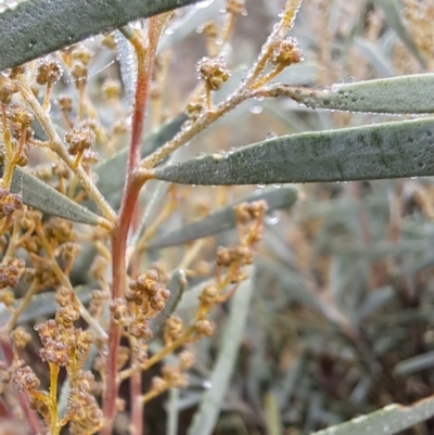 Acacia boormanii (Snowy River Wattle) at Watson, ACT - 12 Jun 2023 by abread111