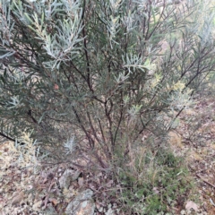 Acacia boormanii at Watson, ACT - 12 Jun 2023 10:33 AM