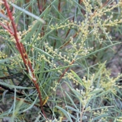 Acacia boormanii (Snowy River Wattle) at Watson, ACT - 12 Jun 2023 by abread111