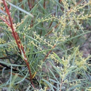 Acacia boormanii at Watson, ACT - 12 Jun 2023