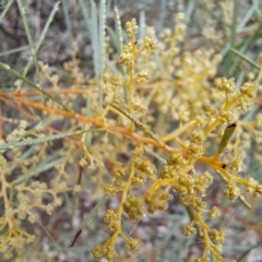 Acacia boormanii at Watson, ACT - 12 Jun 2023 10:33 AM