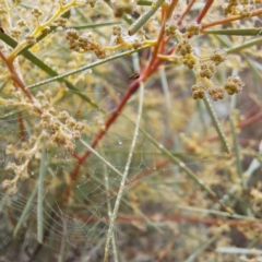 Acacia boormanii at Watson, ACT - 12 Jun 2023