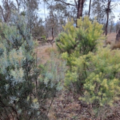 Acacia boormanii at Watson, ACT - 12 Jun 2023 10:33 AM