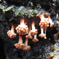 Trichiales (Order) at Tidbinbilla Nature Reserve - 12 Jun 2023 by HelenCross