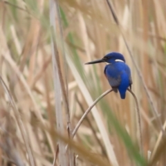 Ceyx azureus (Azure Kingfisher) at Molonglo Valley, ACT - 12 Jun 2023 by BenW