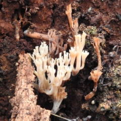 Artomyces sp. (A coral fungus) at Tidbinbilla Nature Reserve - 12 Jun 2023 by HelenCross