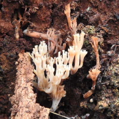 Artomyces sp. (A coral fungus) at Tidbinbilla Nature Reserve - 12 Jun 2023 by HelenCross