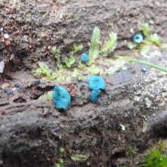 Chlorociboria (An elfcup fungus) at Tidbinbilla Nature Reserve - 12 Jun 2023 by HelenCross