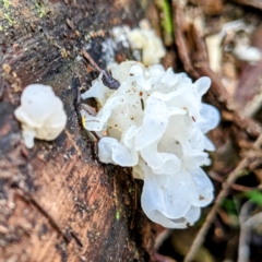 Tremella fuciformis (Snow Fungus) at Tidbinbilla Nature Reserve - 12 Jun 2023 by HelenCross