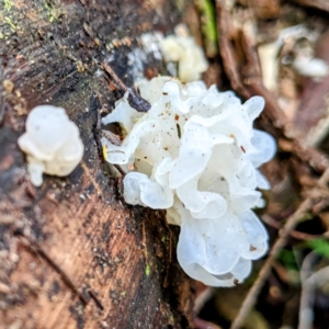 Tremella fuciformis at Paddys River, ACT - 12 Jun 2023