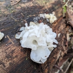 Tremella fuciformis at Paddys River, ACT - 12 Jun 2023 10:37 AM