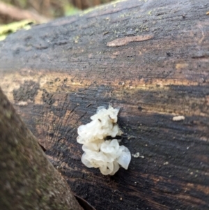 Tremella fuciformis at Paddys River, ACT - 12 Jun 2023 10:37 AM