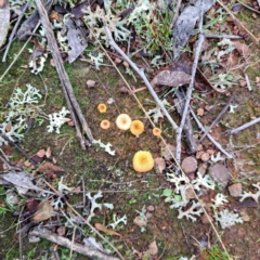 Lichenomphalia chromacea (Yellow Navel) at Mount Majura - 12 Jun 2023 by abread111