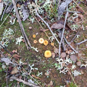 Lichenomphalia chromacea at Watson, ACT - 12 Jun 2023