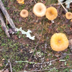 Lichenomphalia chromacea at Watson, ACT - 12 Jun 2023