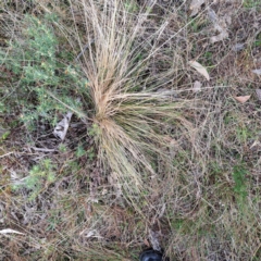 Nassella trichotoma (Serrated Tussock) at Watson, ACT - 12 Jun 2023 by abread111