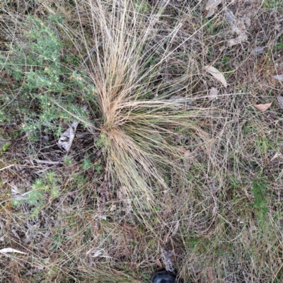 Nassella trichotoma (Serrated Tussock) at Watson, ACT - 12 Jun 2023 by abread111