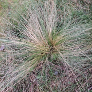 Nassella trichotoma at Watson, ACT - 12 Jun 2023