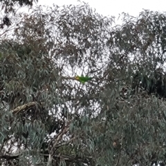 Polytelis swainsonii (Superb Parrot) at Australian National University - 10 Jun 2023 by patrick25