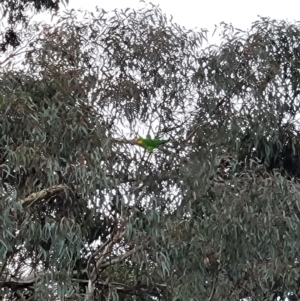 Polytelis swainsonii at Acton, ACT - 10 Jun 2023