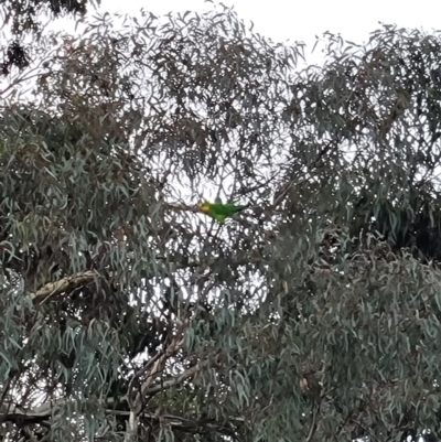 Polytelis swainsonii (Superb Parrot) at Australian National University - 10 Jun 2023 by patrick25