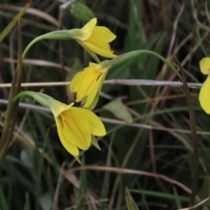 Diuris subalpina at Dry Plain, NSW - suppressed