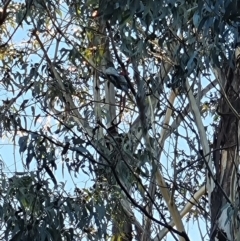 Callocephalon fimbriatum (Gang-gang Cockatoo) at Acton, ACT - 10 Jun 2023 by patrick25