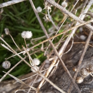 Galium aparine at Watson, ACT - 12 Jun 2023