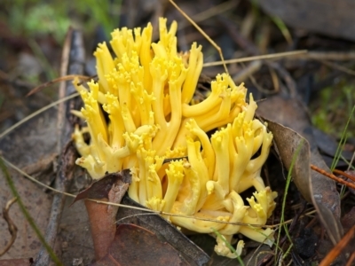 Ramaria sp. (A Coral fungus) at Block 402 - 11 Jun 2023 by Kenp12