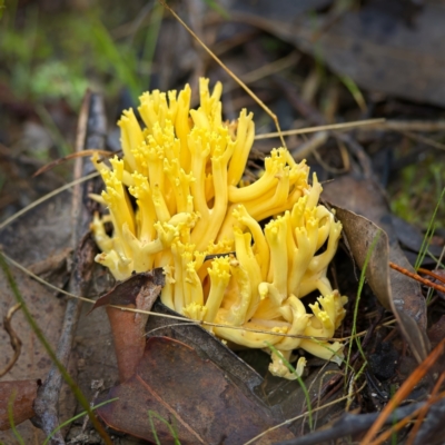 Ramaria sp. (A Coral fungus) at Block 402 - 12 Jun 2023 by Kenp12