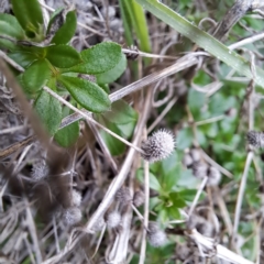 Galium aparine at Watson, ACT - 12 Jun 2023 11:34 AM