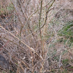 Rosa rubiginosa at Watson, ACT - 12 Jun 2023 11:24 AM