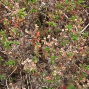 Pomax umbellata at Molonglo Valley, ACT - 12 Jun 2023