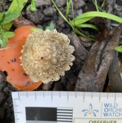 Unidentified Cap on a stem; gills below cap [mushrooms or mushroom-like] at Genoa, VIC - 1 Jun 2023 by GlossyGal