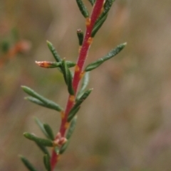 Dillwynia phylicoides (A Parrot-pea) at Molonglo Valley, ACT - 12 Jun 2023 by pinnaCLE