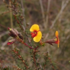 Dillwynia phylicoides at Molonglo Valley, ACT - 12 Jun 2023