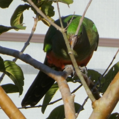 Alisterus scapularis (Australian King-Parrot) at Tuross Head, NSW - 11 Jun 2023 by Paul4K