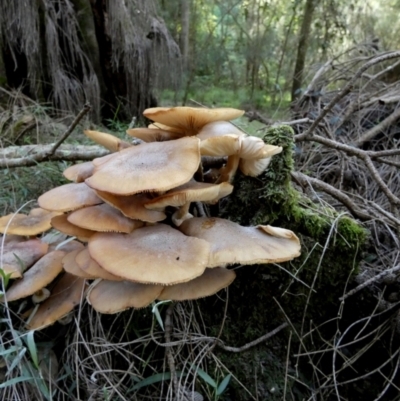 Unidentified Cap on a stem; gills below cap [mushrooms or mushroom-like] at Tuross Head, NSW - 12 Jun 2023 by Paul4K