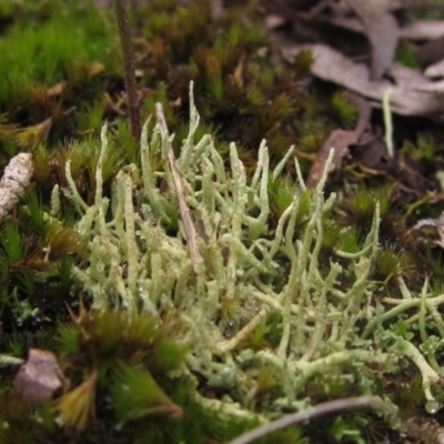 Cladonia sp. (genus) (Cup Lichen) at Molonglo Valley, ACT - 12 Jun 2023 by pinnaCLE