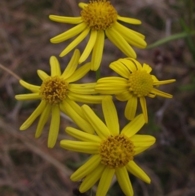 Senecio madagascariensis (Madagascan Fireweed, Fireweed) at Yarralumla, ACT - 12 Jun 2023 by pinnaCLE