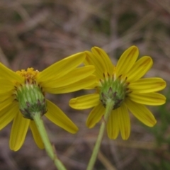 Senecio madagascariensis at Yarralumla, ACT - 12 Jun 2023