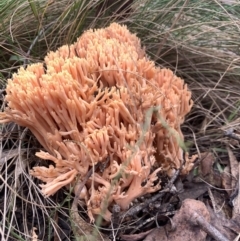 Ramaria sp. (A Coral fungus) at Jedbinbilla - 12 Jun 2023 by RosD