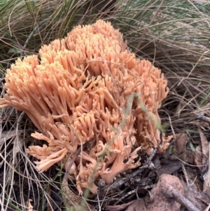 Ramaria sp. at Paddys River, ACT - 12 Jun 2023