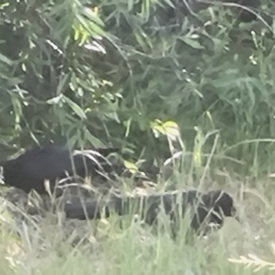 Corcorax melanorhamphos (White-winged Chough) at Weston, ACT - 18 Nov 2022 by BJR