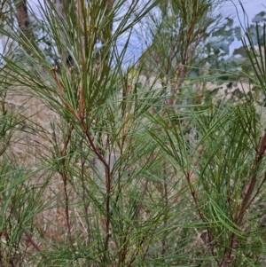 Grevillea sp. at Stromlo, ACT - 12 Jun 2023