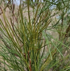 Grevillea sp. at Stromlo, ACT - 12 Jun 2023 03:50 PM