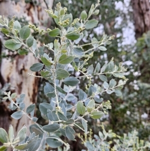 Acacia podalyriifolia at Chapman, ACT - 12 Jun 2023