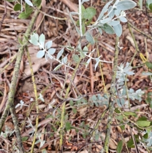 Acacia podalyriifolia at Chapman, ACT - 12 Jun 2023